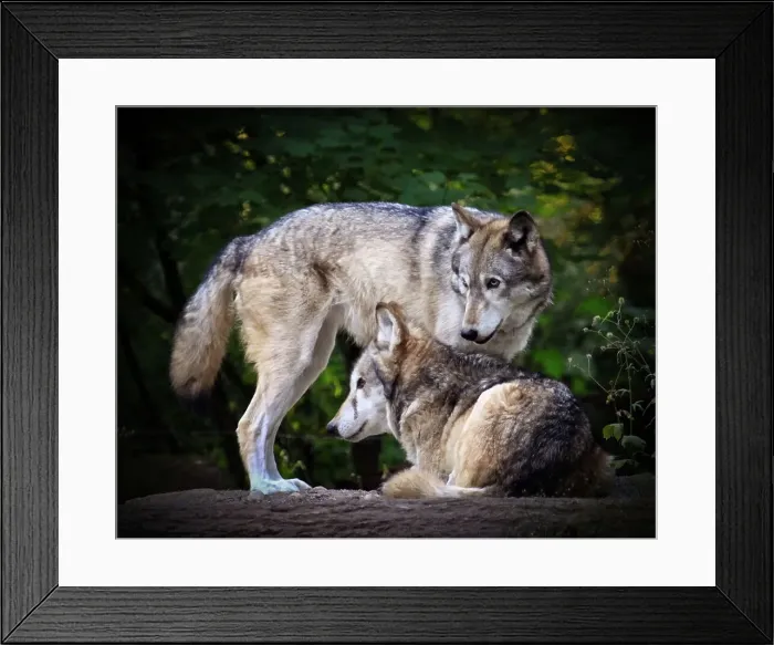 Framed Print : Grey wolves Framed Print : Grey wolves