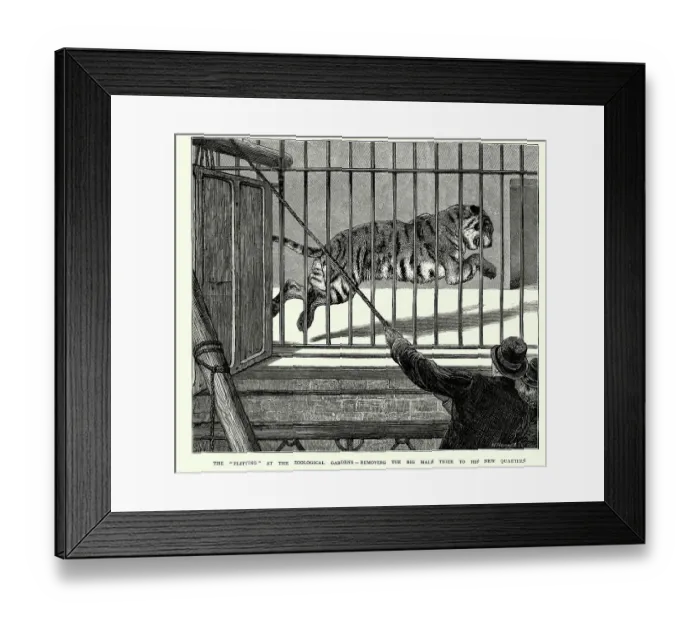 Framed Print : Vintage illustration of Tiger in a cage at London Zoo, Victorian 1870s