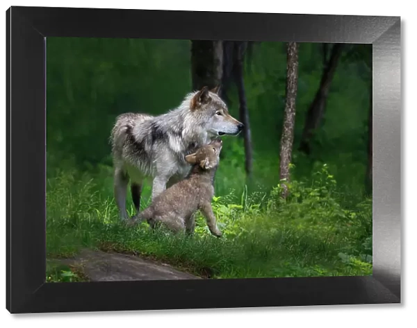 Grey wolf mother with her young pup