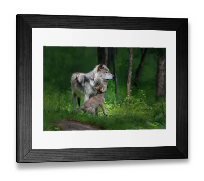Framed Print : Grey wolf mother with her young pup Framed Print : Grey wolf mother with her young pup