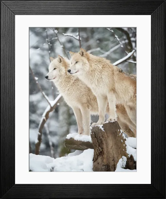 Framed Print : Arctic Wolves Pack in Wildlife, Winter Forest Framed Print : Arctic Wolves Pack in Wildlife, Winter Forest