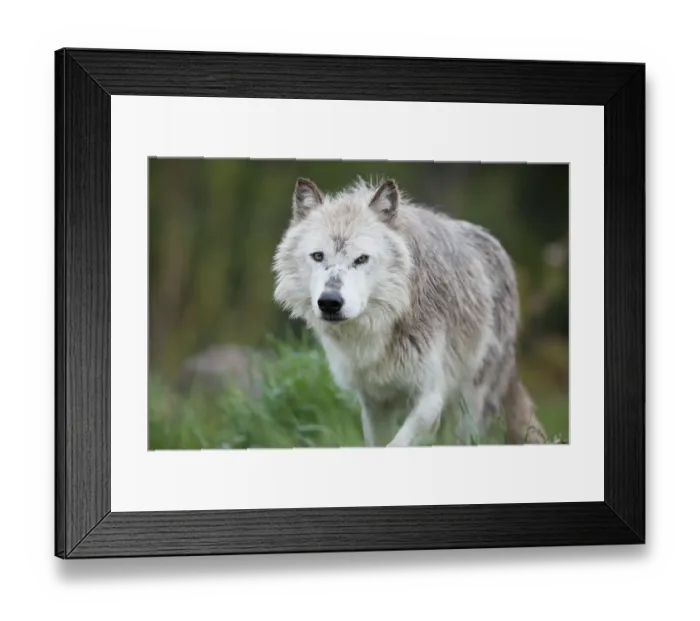 Framed Print : Wolf Prowling