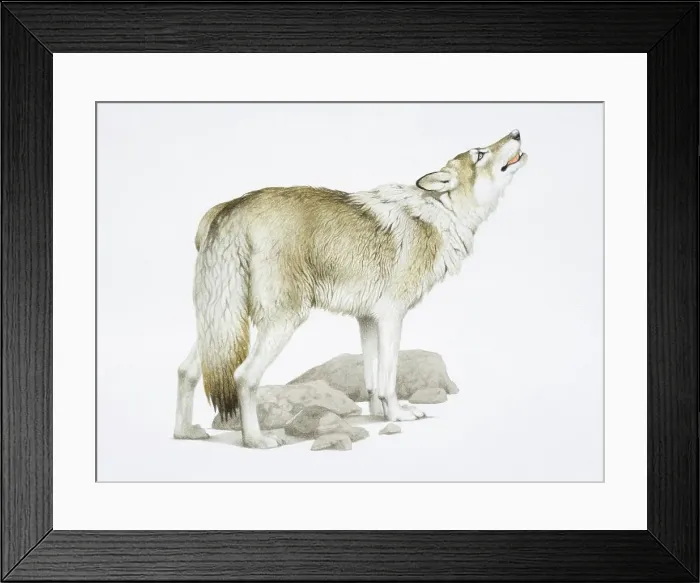 Framed Print : Canis Lupus, Grey Wolf raising its head while howling Framed Print : Canis Lupus, Grey Wolf raising its head while howling