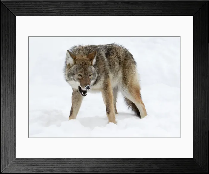 Framed Print : Wolf Agression, Canada Framed Print : Wolf Agression, Canada