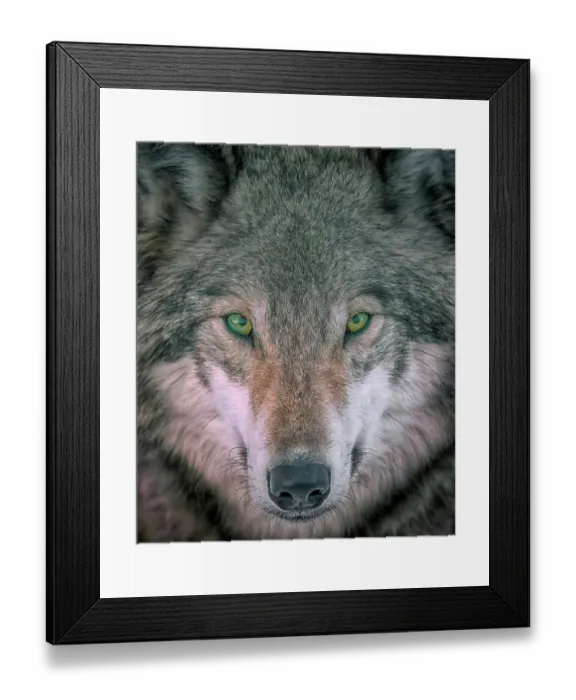 Framed Print : Seer; Gray Wolf Framed Print : Seer; Gray Wolf
