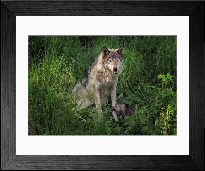 Framed Print : Gray Wolf mother and her newborn pup Framed Print : Gray Wolf mother and her newborn pup