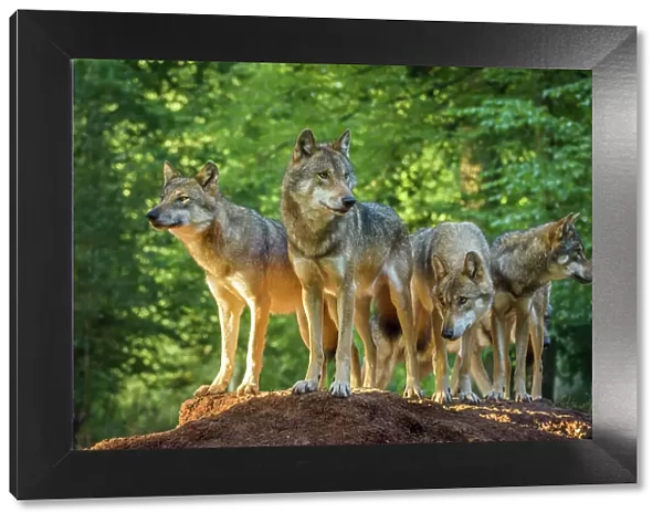 European Gray Wolf, Canis lupus lupus, Pack of Wolves