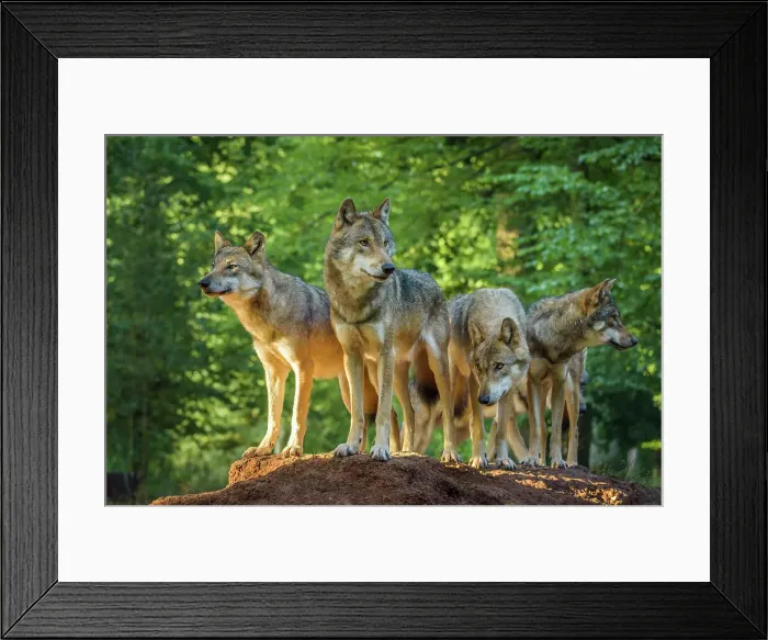 Framed Print : European Gray Wolf, Canis lupus lupus, Pack of Wolves Framed Print : European Gray Wolf, Canis lupus lupus, Pack of Wolves