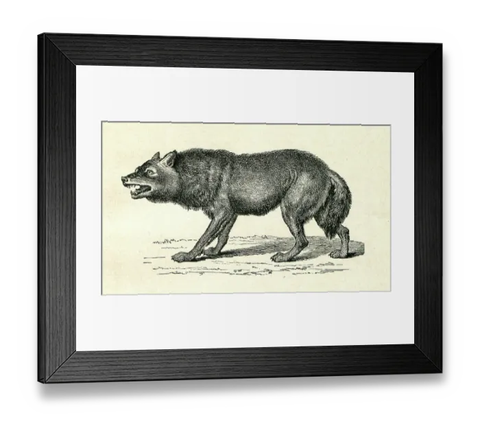 Framed Print : Gray Wolf Canis Lupus snarling illustration Framed Print : Gray Wolf Canis Lupus snarling illustration