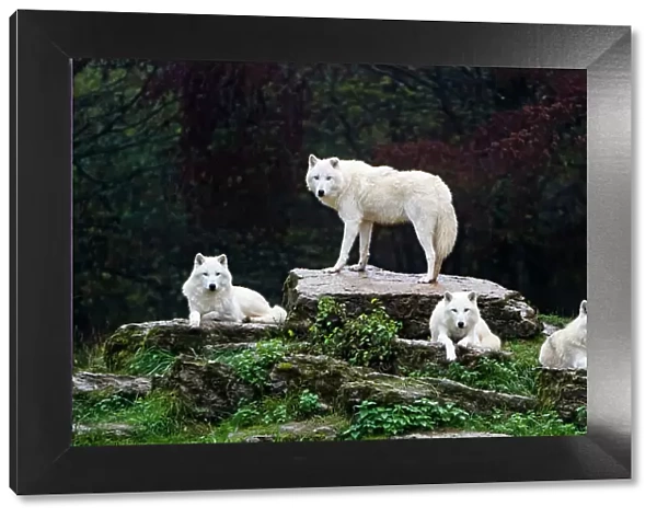 Four arctic wolves