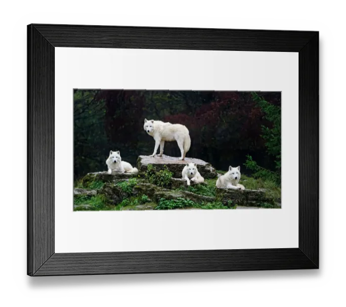 Framed Print : Four arctic wolves Framed Print : Four arctic wolves