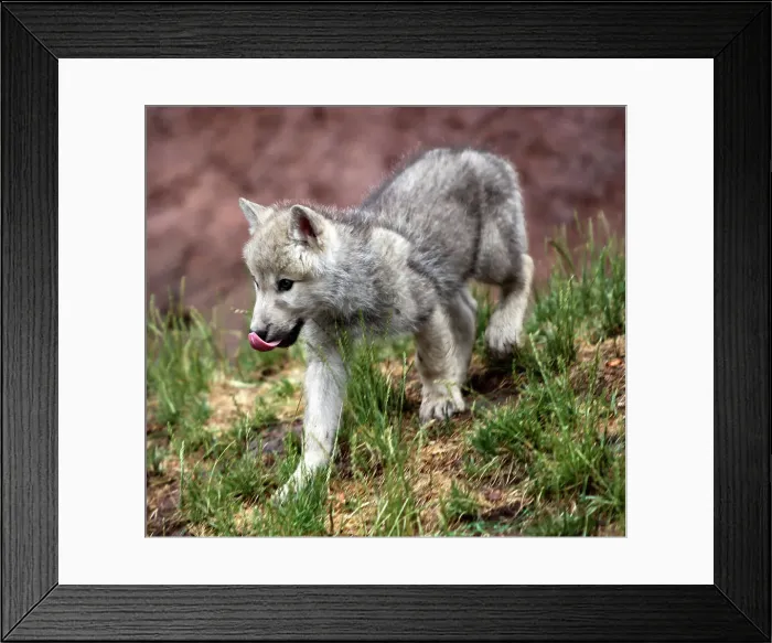 Framed Print : Travel Destination : Bearizona in Arizona Framed Print : Travel Destination : Bearizona in Arizona