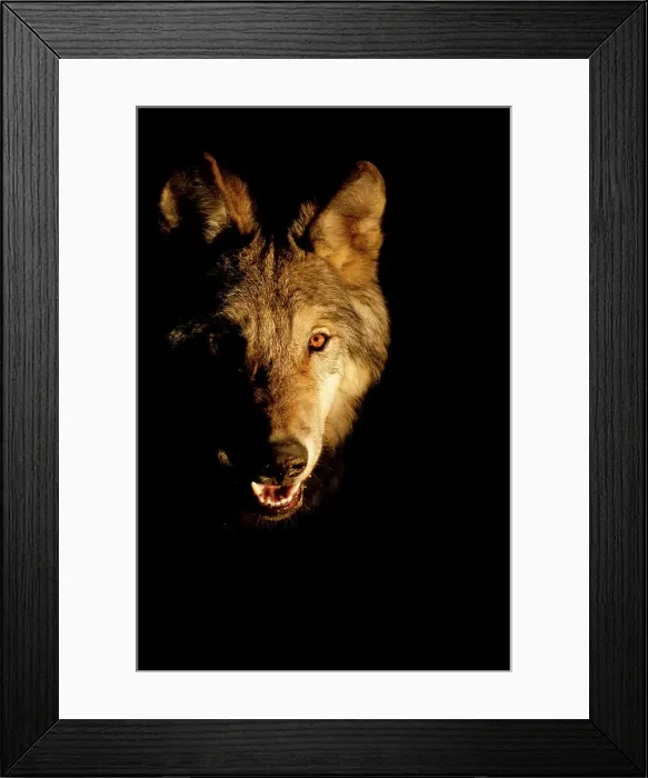 Framed Print : Arctic wolf face detail looking at camera with black background. Wolf eyes