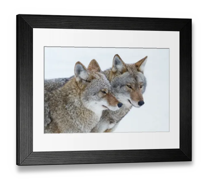 Framed Print : Timber wolves in Winter Framed Print : Timber wolves in Winter