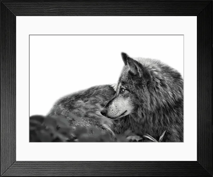 Framed Print : Stunning profile portrait of handsome Gray Wolf Framed Print : Stunning profile portrait of handsome Gray Wolf