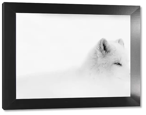 Arctic wolf (Canis lupus arctos) during a snow storm