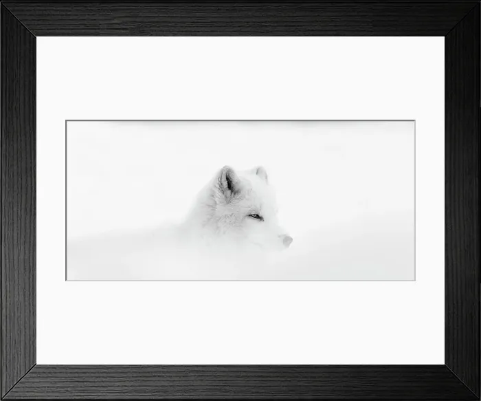 Framed Print : Arctic wolf (Canis lupus arctos) during a snow storm Framed Print : Arctic wolf (Canis lupus arctos) during a snow storm