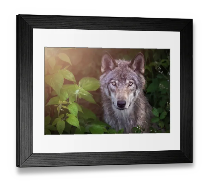 Framed Print : Gorgeous Gray Wolf posing against lush foliage Framed Print : Gorgeous Gray Wolf posing against lush foliage