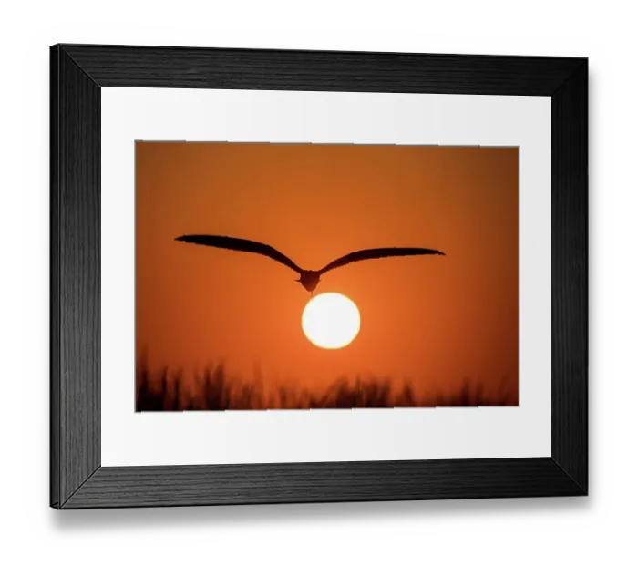 Framed Print : Dramatic silhouette of Black Skimmer at sunset Framed Print : Dramatic silhouette of Black Skimmer at sunset