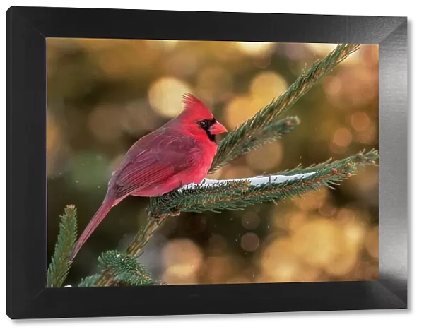 Northern Cardinal ( male ) in evening light