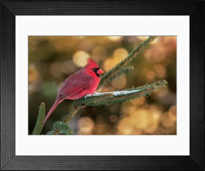 Framed Print : Northern Cardinal ( male ) in evening light