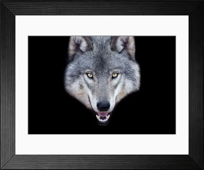 Framed Print : Gray Wolf Portrait Framed Print : Gray Wolf Portrait