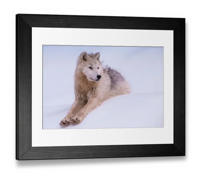 Framed Print : Young Arctic Wolf Framed Print : Young Arctic Wolf