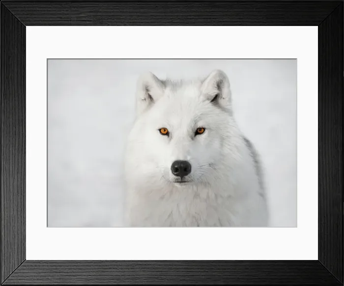Framed Print : Arctic Wolf Framed Print : Arctic Wolf