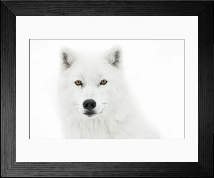 Framed Print : Take the pose