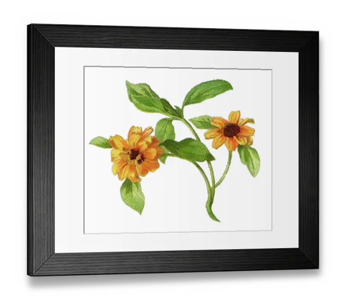 Framed Print : Old chromolithograph illustration of Botany, Mexican creeping zinnia (Sanvitalia procumbens) - plant of the genus Sanvitalia and a member of the family Asteraceae Framed Print : Old chromolithograph illustration of Botany, Mexican creeping zinnia (Sanvitalia procumbens) - plant of the genus Sanvitalia and a member of the family Asteraceae