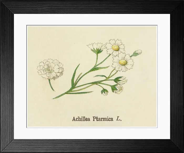 Framed Print : Old chromolithograph illustration of Botany, sneezewort, sneezeweed, bastard pellitory, European pellitory, fair-maid-of-France, goose tongue, sneezewort yarrow, wild pellitory or white tansy (Achillea ptarmica) Framed Print : Old chromolithograph illustration of Botany, sneezewort, sneezeweed, bastard pellitory, European pellitory, fair-maid-of-France, goose tongue, sneezewort yarrow, wild pellitory or white tansy (Achillea ptarmica)