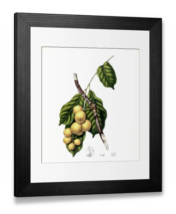 Framed Print : Lansium parasiticum (Lansium domesticum), is a species of plant from the mahogany family, Meliaceae. It probably originates from Malaysia and is hardly known in Europe, but its fruits are very popular in the Philippines, Thailand Framed Print : Lansium parasiticum (Lansium domesticum), is a species of plant from the mahogany family, Meliaceae. It probably originates from Malaysia and is hardly known in Europe, but its fruits are very popular in the Philippines, Thailand