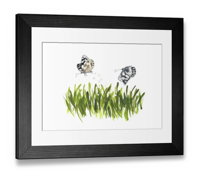 Framed Print : Two female Marbled White Butterflies (Melanargia Galathea) dropping their eggs in tall grass