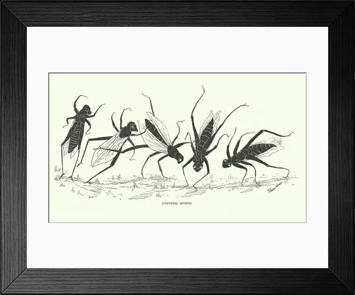 Framed Print : Grasshopper Vintage Illustration Framed Print : Grasshopper Vintage Illustration