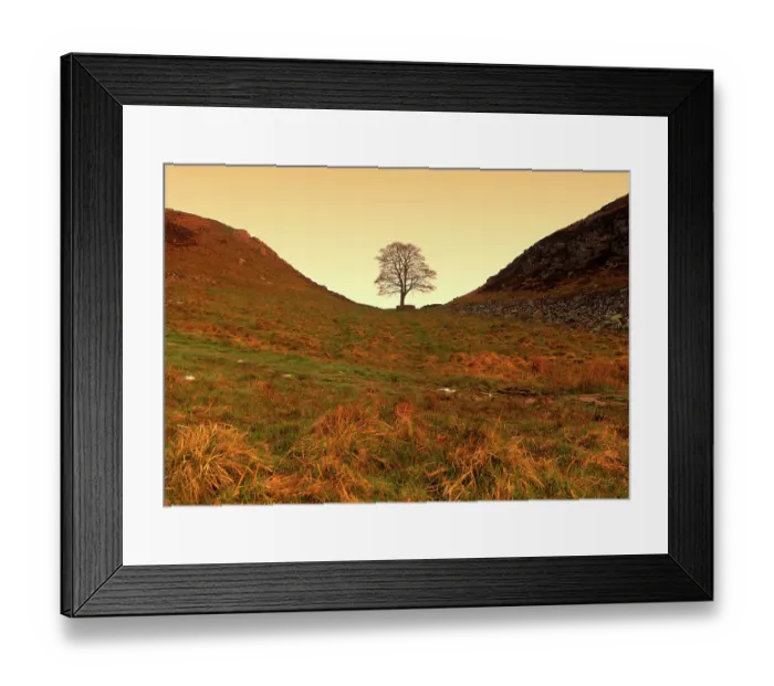 Framed Print : Sycamore Gap Sunrise View Framed Print : Sycamore Gap Sunrise View