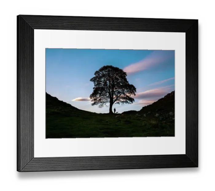 Framed Print : Sycamore Gap Tree near Crag Lough in Northumberland, England Framed Print : Sycamore Gap Tree near Crag Lough in Northumberland, England