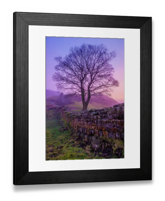 Framed Print : Misty Pink Dawn, Sycamore Gap Framed Print : Misty Pink Dawn, Sycamore Gap