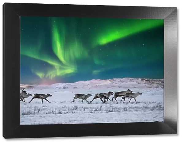 Wild reindeer on the tundra on the background of the Northern Lights