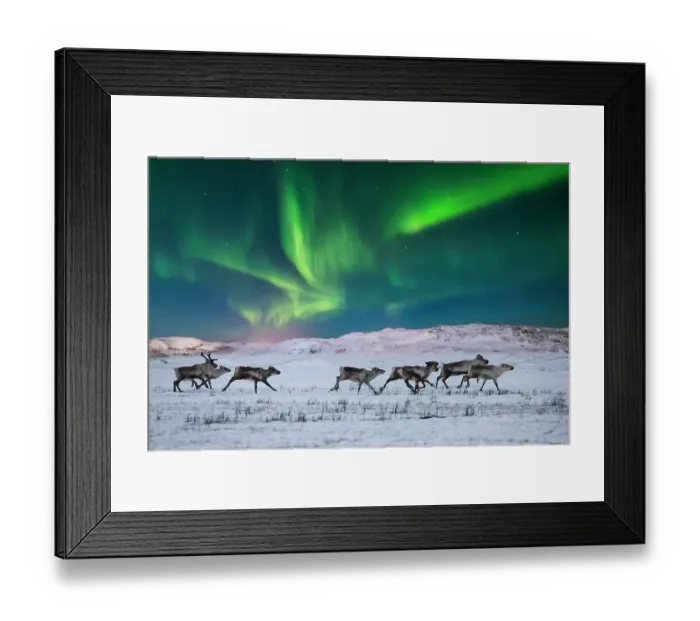 Framed Print : Wild reindeer on the tundra on the background of the Northern Lights Framed Print : Wild reindeer on the tundra on the background of the Northern Lights