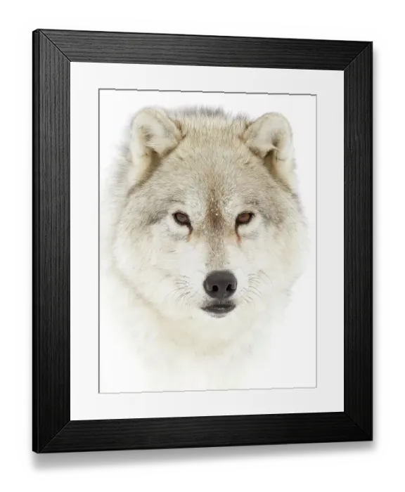 Framed Print : Arctic wolf closeup with snow on its nose in Canada