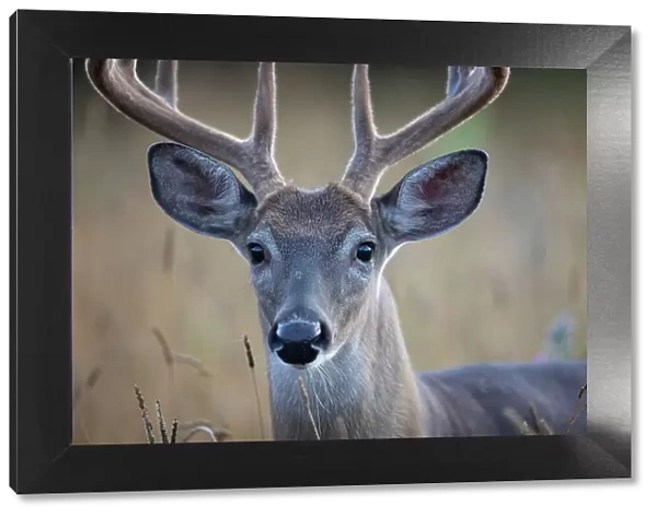 White-tailed deer buck closeup on an early morning with velvet antlers in summer in Canada