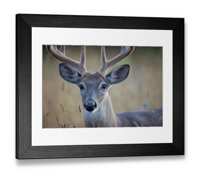 Framed Print : White-tailed deer buck closeup on an early morning with velvet antlers in summer in Canada Framed Print : White-tailed deer buck closeup on an early morning with velvet antlers in summer in Canada