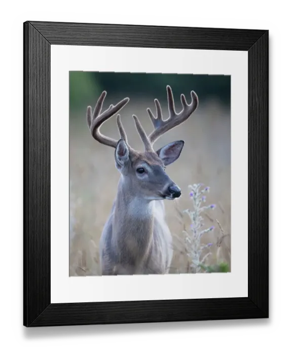 Framed Print : White-tailed deer buck closeup on an early morning with velvet antlers in summer in Canada Framed Print : White-tailed deer buck closeup on an early morning with velvet antlers in summer in Canada