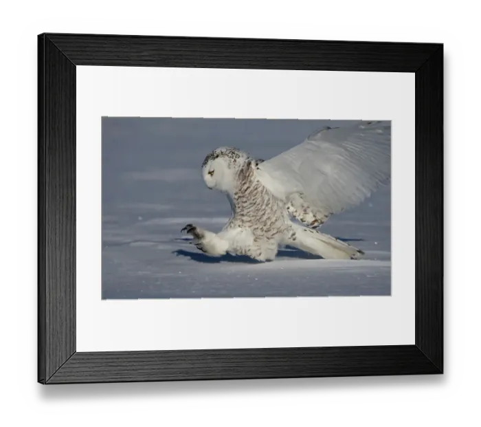 Framed Print : Female snowy owl prepares to catch its prey in Canada Framed Print : Female snowy owl prepares to catch its prey in Canada