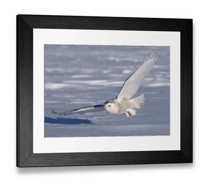 Framed Print : Female Snowy owl flying low hunting over the snow in Canada