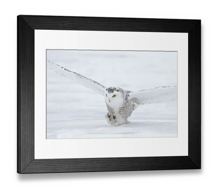 Framed Print : Female snowy owl prepares to catch its prey in Canada Framed Print : Female snowy owl prepares to catch its prey in Canada