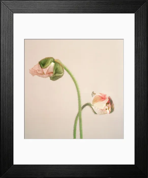 Framed Print : Poppy. 2 poppy blossom Framed Print : Poppy. 2 poppy blossom