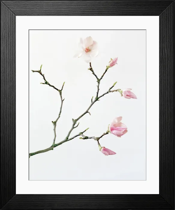 Framed Print : Magnolia buds and flowers Framed Print : Magnolia buds and flowers