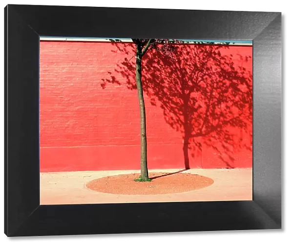 Tree by red wall