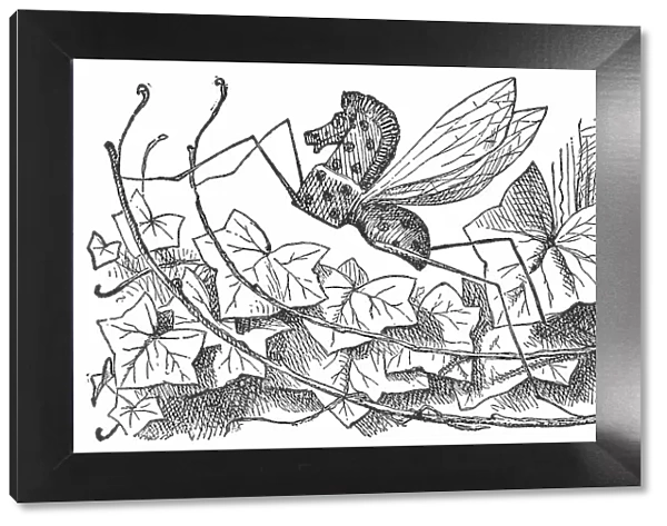 Rocking Horse Fly in Through the Looking-Glass